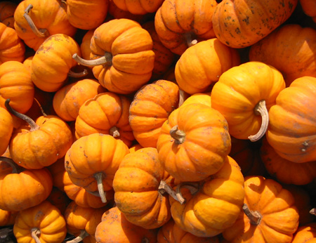 pumpkins03 (82k image)